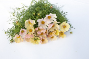 pillangovirag-apricot_lemonade