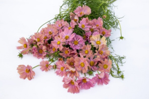 pillangovirag-apricotta