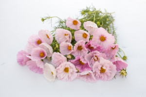 pillangovirag-cupcakes_blush