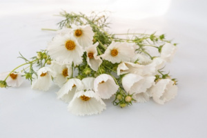 pillangovirag-cupcakes_white