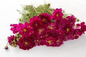 pillangovirag-double_click_cranberries