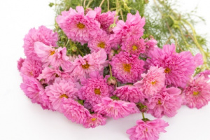 pillangovirag-double_click_rose_bonbon