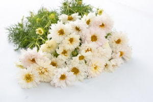 pillangovirag-double_click_snow_puff