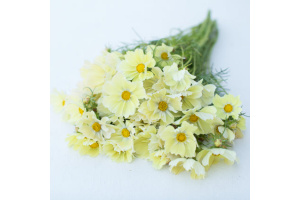 pillangovirag-xanthos