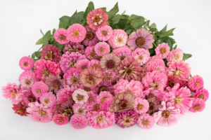 rezvirag-antique_mix