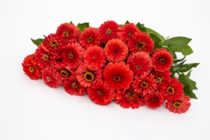 rezvirag-benarys_giant_coral