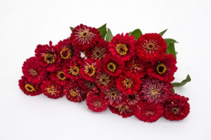 rezvirag-benarys_giant_deep_red