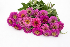 rezvirag-benarys_giant_lilac