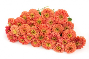 rezvirag-benarys_giant_salmon_rose