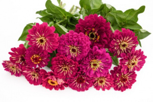 rezvirag-benarys_giant_wine