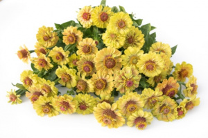 rezvirag-queen_lime_blotch