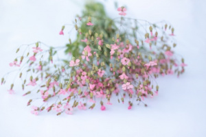 szappanfu-pink_beauty