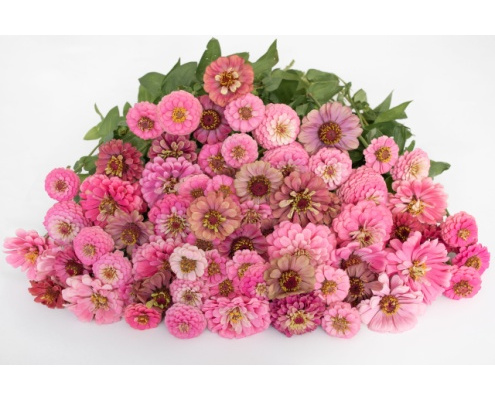 rezvirag-antique_mix