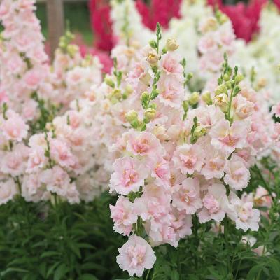 04979 02 Double Prappe Light Pink Snapdragon