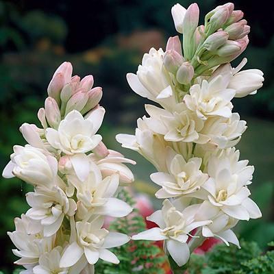 2561 Polianthes Tuberosa 1367586658