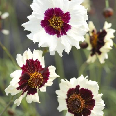 Coreopsis Tinctoria Cream White Fitwzeyodasmtaynf0